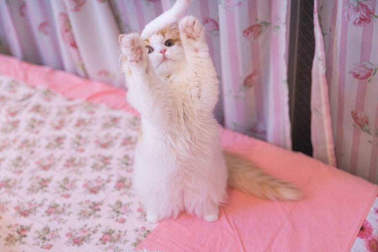 nekocyan458A7201_TP_V